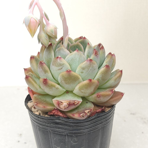 送料無料】エケベリア 6苗 セット まとめ売り【多肉植物】寄せ植えに