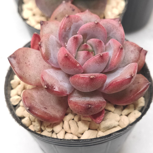 送料無料】エケベリア 6苗 セット まとめ売り【多肉植物】寄せ植えに