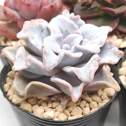 送料無料】エケベリア 6苗 セット まとめ売り【多肉植物】寄せ植えに