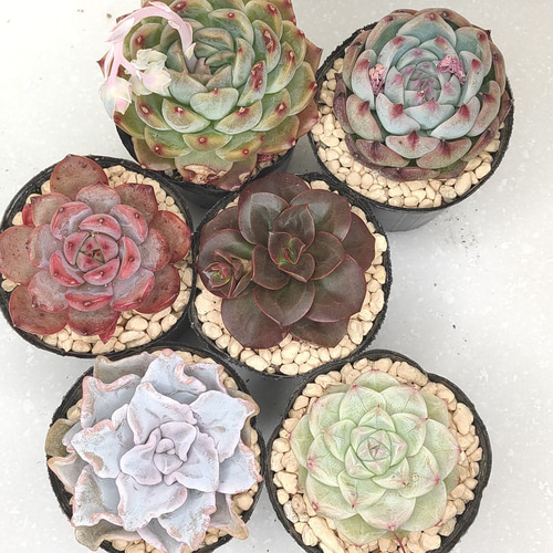 A セル苗105個セット✨多肉植物　エケベリア　詰め合わせ　寄せ植えに!! セル苗105個セット✨多肉植物 エケベリア 詰め合わせ 寄せ植えに!!