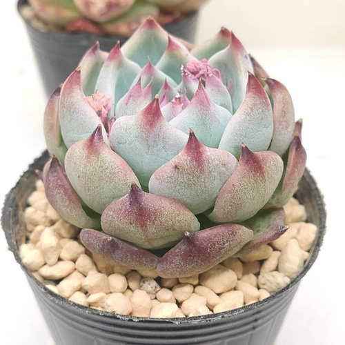 A セル苗105個セット✨多肉植物　エケベリア　詰め合わせ　寄せ植えに!! ⑮セル苗105個セット✨多肉植物 エケベリア 詰め合わせ 寄せ植え