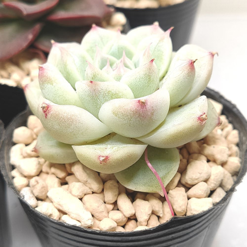 送料無料】エケベリア 6苗 セット まとめ売り【多肉植物】寄せ植えに