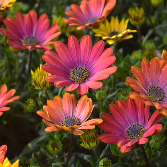 オステオスペルマム 「マスカレード」 花苗 花 苗 ガーデニング
