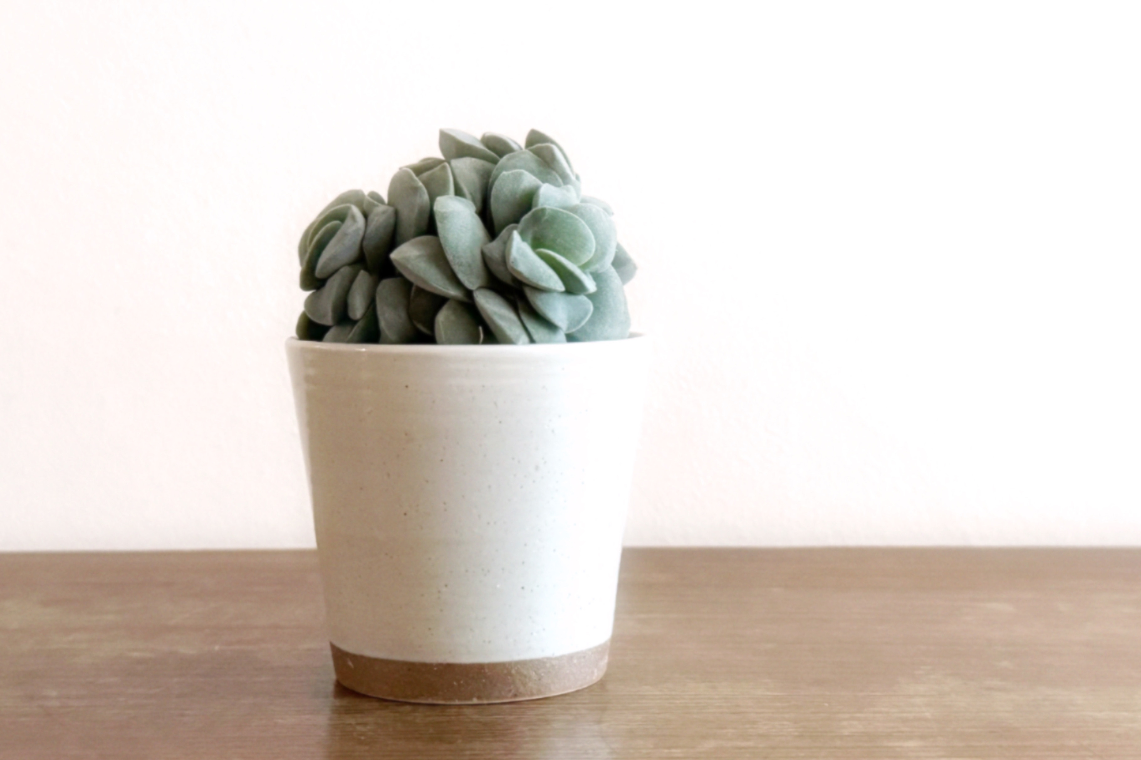 ピンク色の花も咲きます「クラッスラ ロチエ（呂千絵）」　デスクトップにちょうどいい多肉植物