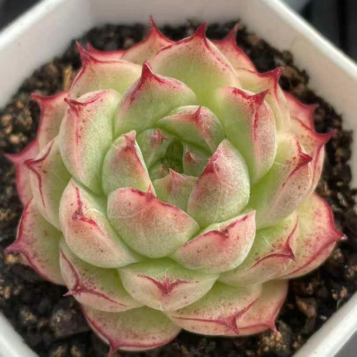 新入荷 多肉植物 エケベリア 黛玉 4-5cm 抜き苗 1株 多肉植物 愛多肉