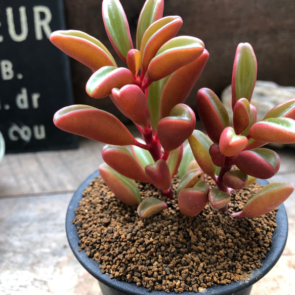 希少♡グラベオレンス♡ペペロミア♡観葉植物♡ アートフラワー パリ