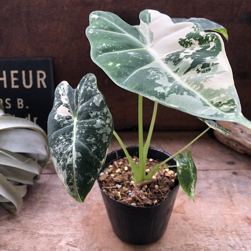 グリーンベルベット バリエガータ♡3.5号♡アロカシア♡斑入り