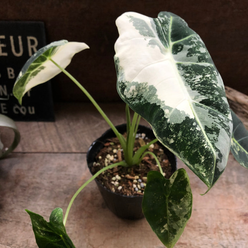 グリーンベルベット バリエガータ♡3.5号♡アロカシア♡斑入り