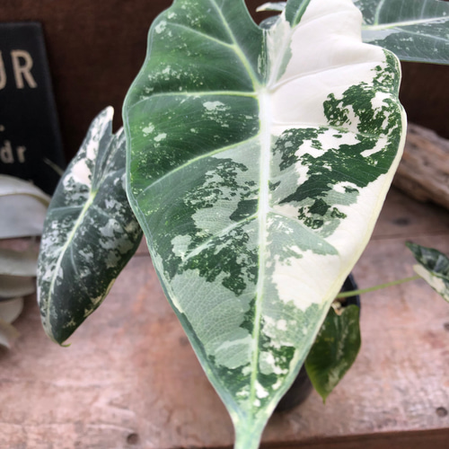 グリーンベルベット バリエガータ♡3.5号♡アロカシア♡斑入り
