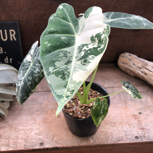 グリーンベルベット バリエガータ♡3.5号♡アロカシア♡斑入り