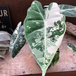 グリーンベルベット バリエガータ♡3.5号♡アロカシア♡斑入り