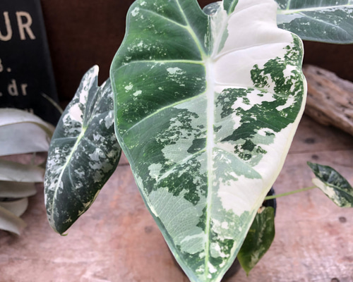 アロカシア　シヌアータ　バリエガータ 芋の販売】アロカシア シヌアータ アルボ 斑入り バリエガータ