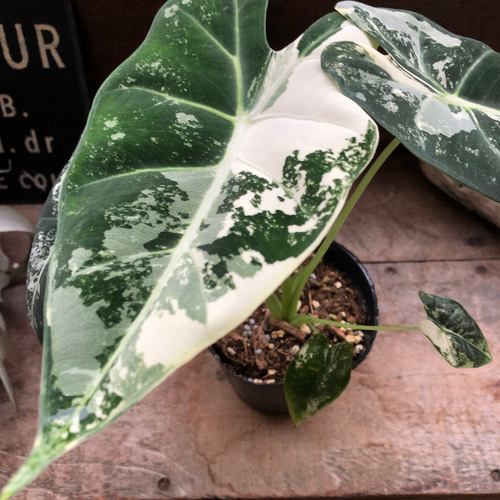 グリーンベルベット バリエガータ♡3.5号♡アロカシア♡斑入り