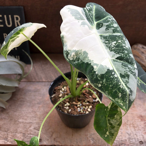 グリーンベルベット バリエガータ♡3.5号♡アロカシア♡斑入り