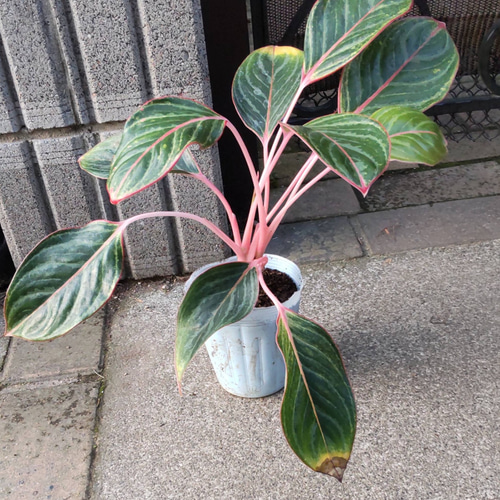 アグラオネマ ゾニラ (赤の強いタイプ) 1株 アグラオネマ ゾニラ (赤の強いタイプ) 1株 アグラオネマ ゾニラ (赤の