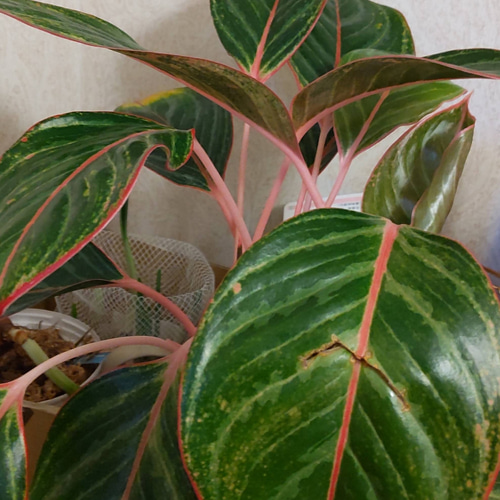 アグラオネマ ゾニラ (赤の強いタイプ) 1株 アグラオネマ ゾニラ (赤の強いタイプ) 1株 アグラオネマ ゾニラ (赤の