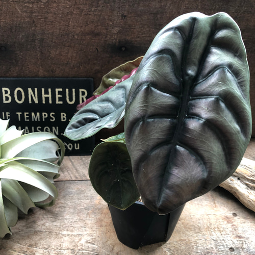 アロカシア クプレア レッドシークレット ♡大苗♡観葉植物 珍しい品種