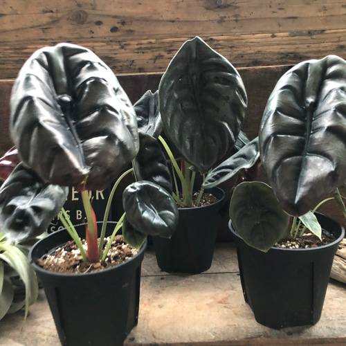 アロカシア クプレア レッドシークレット ♡大苗♡観葉植物 珍しい品種