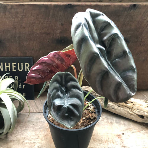 Alocasia-new-Guinea-Gold-
