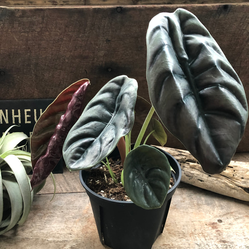 アロカシア クプレア レッドシークレット ♡大苗♡観葉植物 珍しい品種