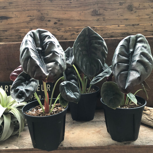 アロカシア クプレア レッドシークレット ♡大苗♡観葉植物 珍しい品種