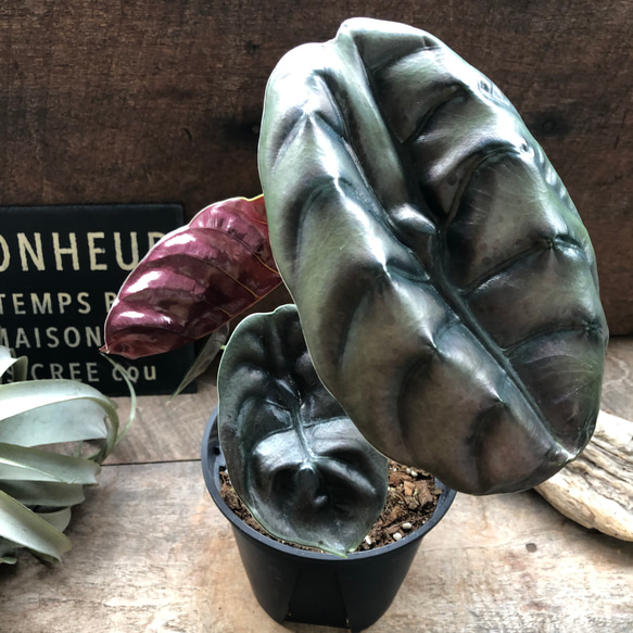 アロカシア クプレア レッドシークレット ♡大苗♡観葉植物 珍しい品種