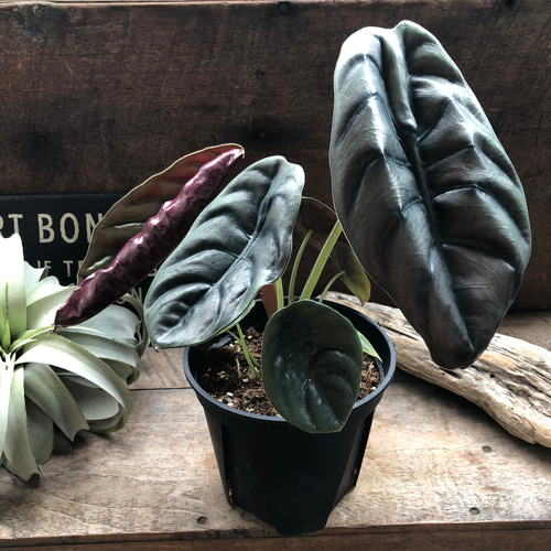 アロカシア クプレア レッドシークレット ♡大苗♡観葉植物 珍しい品種