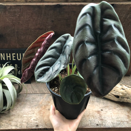 アロカシア クプレア レッドシークレット ♡大苗♡観葉植物 珍しい品種
