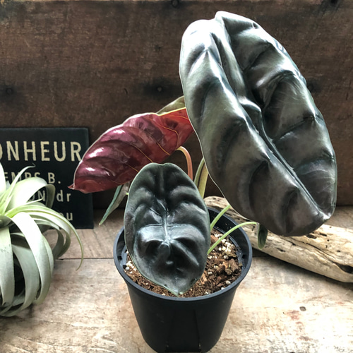 アロカシア クプレア レッドシークレット ♡大苗♡観葉植物 珍しい品種