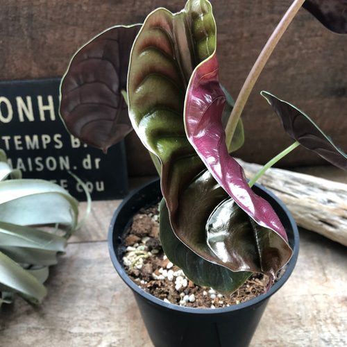 アロカシア クプレア レッドシークレット ♡大苗♡観葉植物