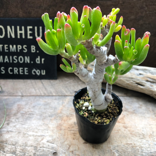 宇宙の木♡ゴーラム♡丈夫なる多肉植物♡ユニークな形 アート