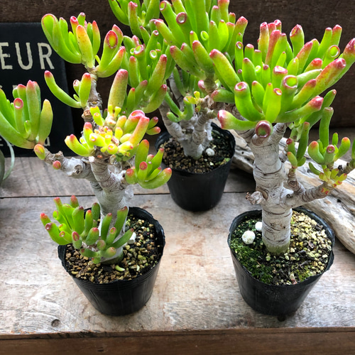 宇宙の木♡ゴーラム♡丈夫なる多肉植物♡ユニークな形 アートフラワー