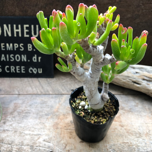 宇宙の木♡ゴーラム♡丈夫なる多肉植物♡ユニークな形 アート