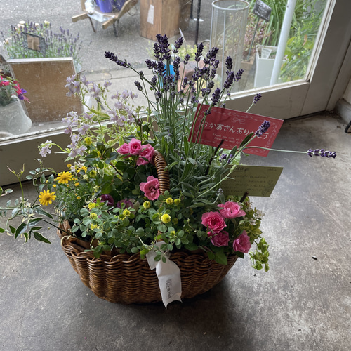 母の日早割!!季節の花の寄せ植えバスケット（お任せ）腐らない