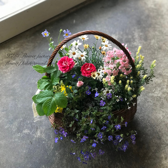 母の日早割!!季節の花の寄せ植えバスケット（お任せ）腐らない