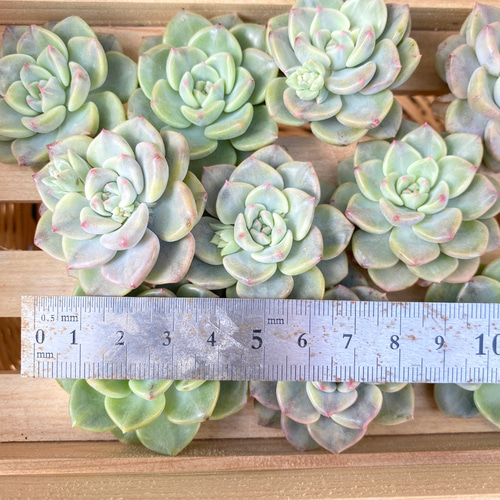 1苗【4cm程度/ピンクプリティ錦】中苗 輸入苗 多肉植物 多肉植物