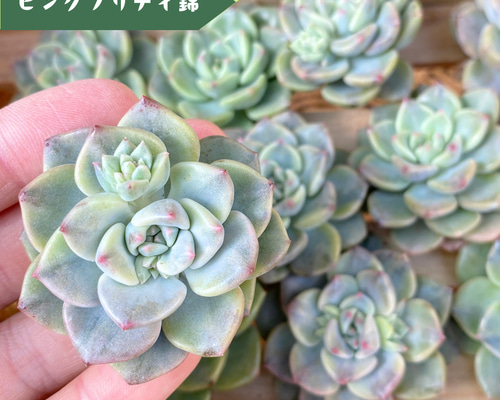 多肉植物 中型 緑とピンク*3 904f3d07fb9ed8119d05fb539c4a60