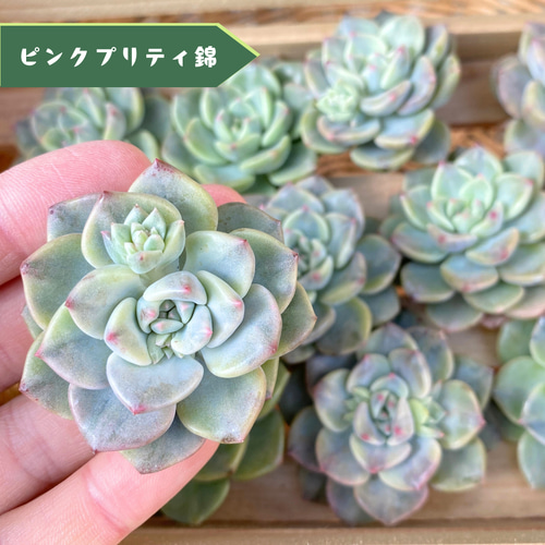 多肉植物 エケベリア 紅太陽 1苗 1500円 カット苗 多肉植物 愛 多肉植物 エケベリア 紅太陽 1苗 1500円 カット苗 多肉植物 愛