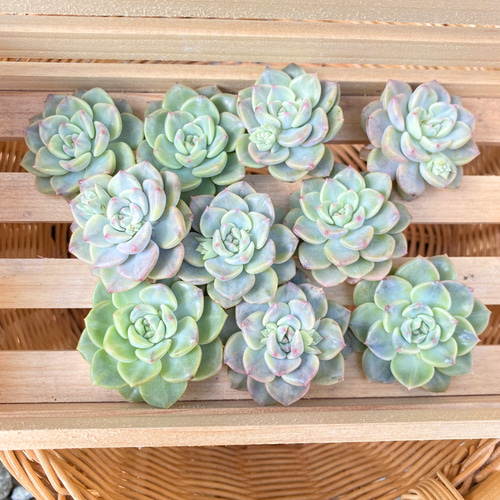 1苗【4cm程度/ピンクプリティ錦】中苗 輸入苗 多肉植物 多肉植物 多肉