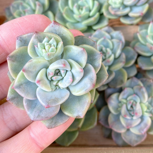 1苗【4cm程度/ピンクプリティ錦】中苗 輸入苗 多肉植物 多肉植物 多肉