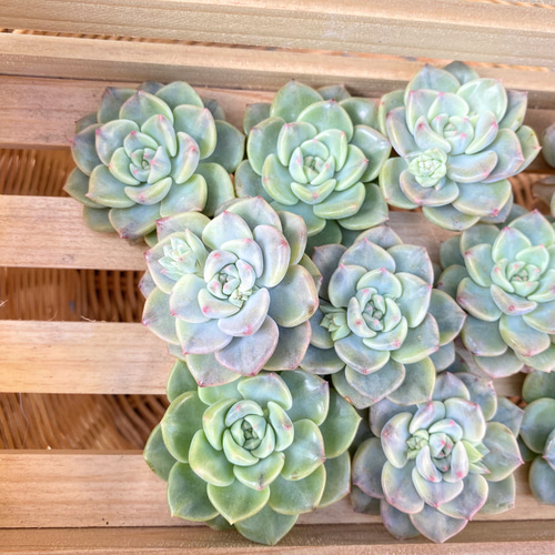 1苗【4cm程度/ピンクプリティ錦】中苗 輸入苗 多肉植物 多肉植物 多肉