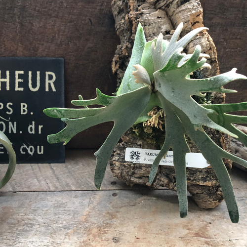 ︎︎︎︎☑︎ P.willinckii Jade Girl Sp ♯1 ビカクシダ 脇芽 P. willinckii 'Jade Girl' sporelingのかわいい手。 | ビカクシダと僕