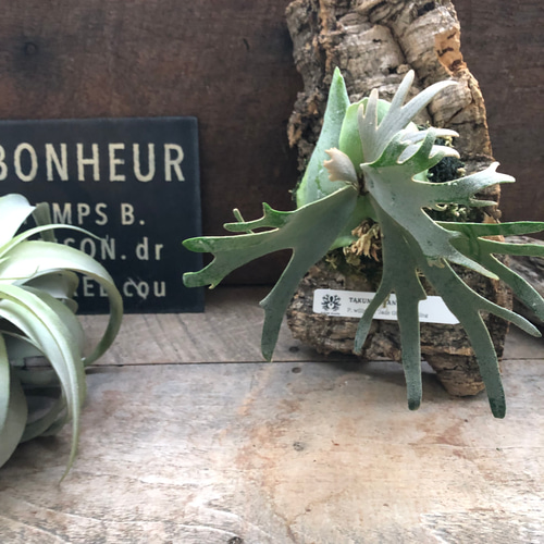 ジェイドガール♡ビカクシダ♡ P. willinckii 'Jade Girl' sporeling