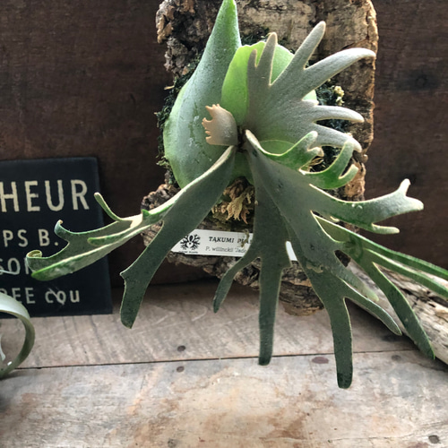 ジェイドガール♡ビカクシダ♡ P. willinckii 'Jade Girl