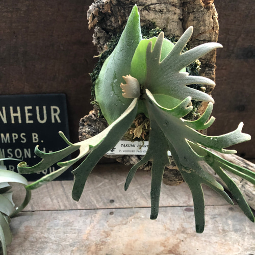 ジェイドガール♡ビカクシダ♡ P. willinckii 'Jade Girl' sporeling