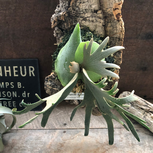 ジェイドガール♡ビカクシダ♡ P. willinckii 'Jade Girl' sporeling