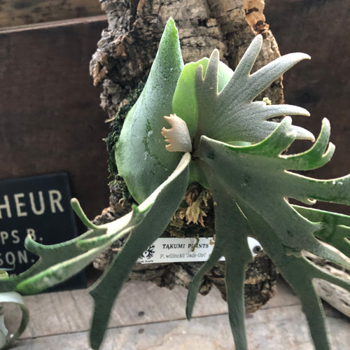 ジェイドガール♡ビカクシダ♡ P. willinckii 'Jade Girl' sporeling