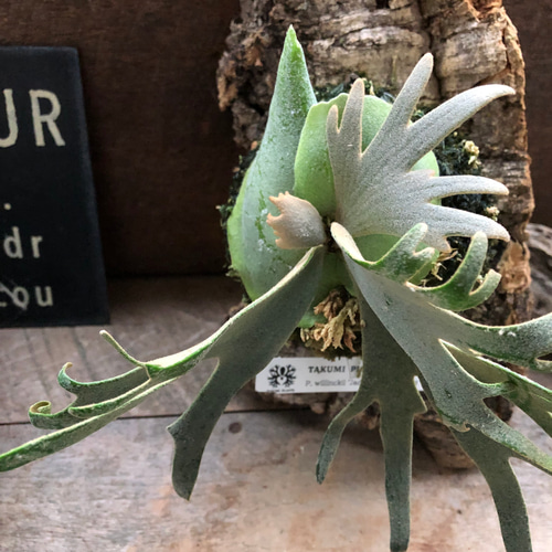 ビカクシダジェイドガールJade Girl sporeling