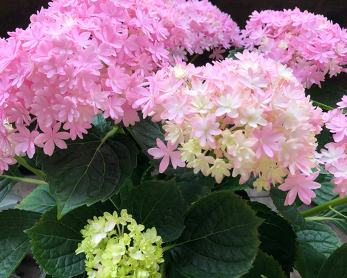 6-61「レアパープルのお花と双子の妖精」 シーグラスアート 花 妖精 雑貨 楽天市場】妖精 置物若月まり子 お花の妖精人形♪エルフィン