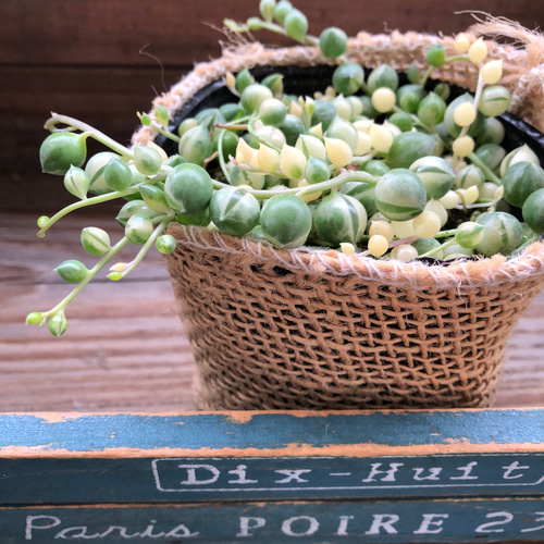 斑入りグリーンネックレス♡マーブル♡多肉植物♡垂れ下がり♡ アート